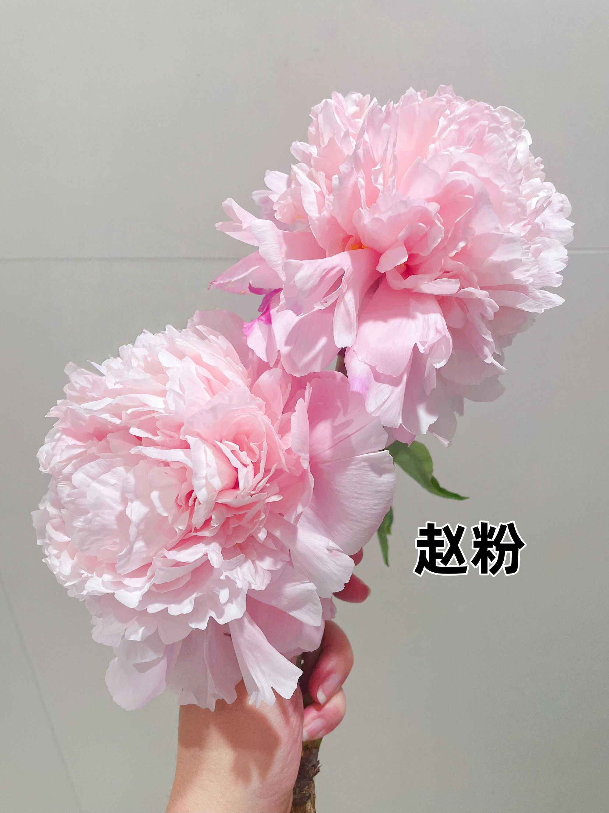 【赵粉】裸根牡丹包对版-庭院阳台花卉重瓣大花粉色