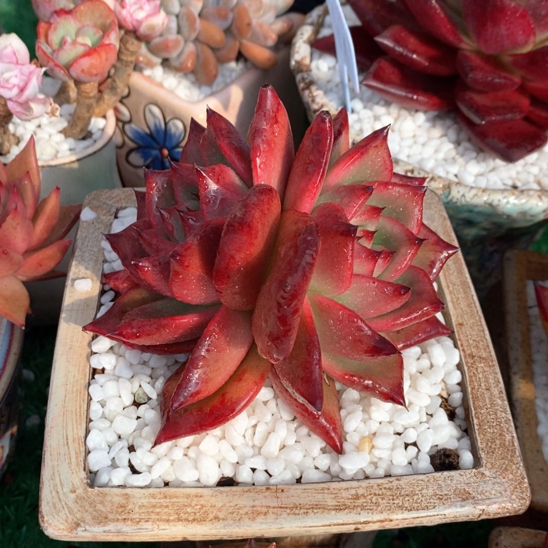 红钻多肉植物盆栽