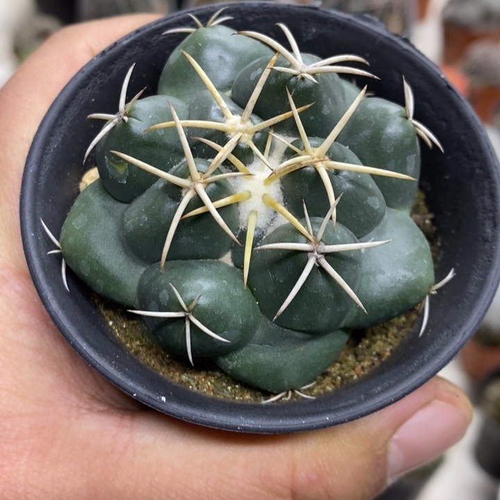 实生安宅象牙特价2