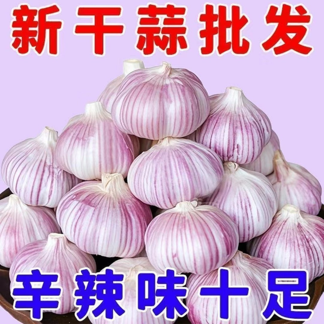 正宗紫白皮大蒜新鲜干蒜可吃可种厨房辛辣特香农产品生鲜特产