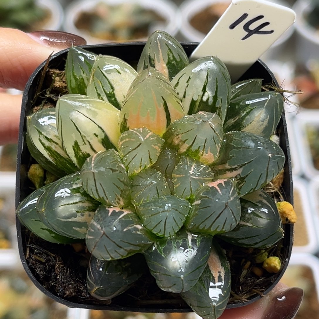 14灯芯龙爪玉露锦福利专场