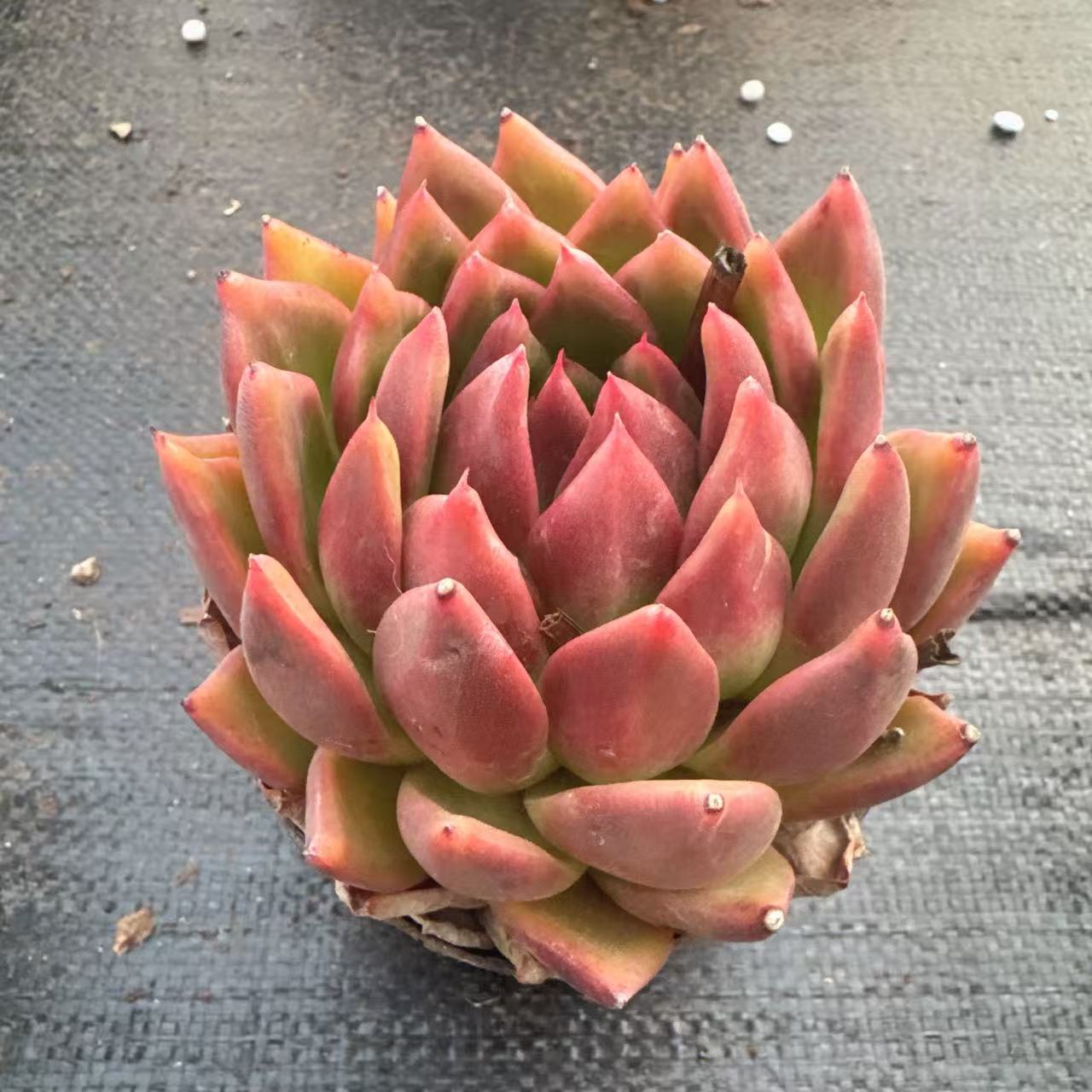 （柏拉图）满19包邮多肉植物以直播间发货为准