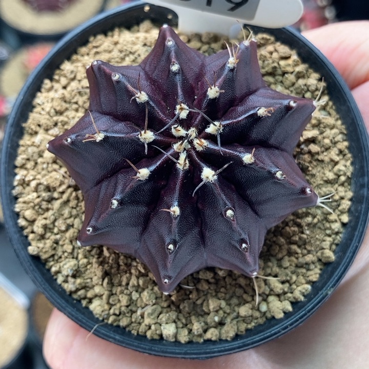 黑寡妇 米哈仙人球