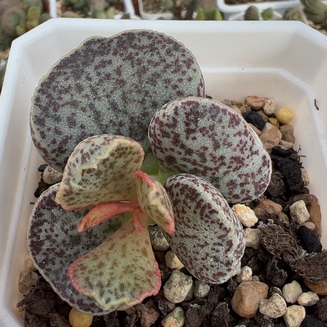 腰子蛋单头纯木质桩多肉植物