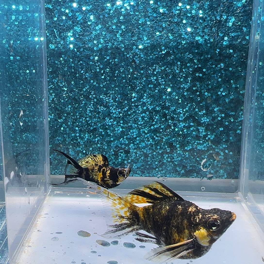 孔雀鱼虎皮玛丽一对008