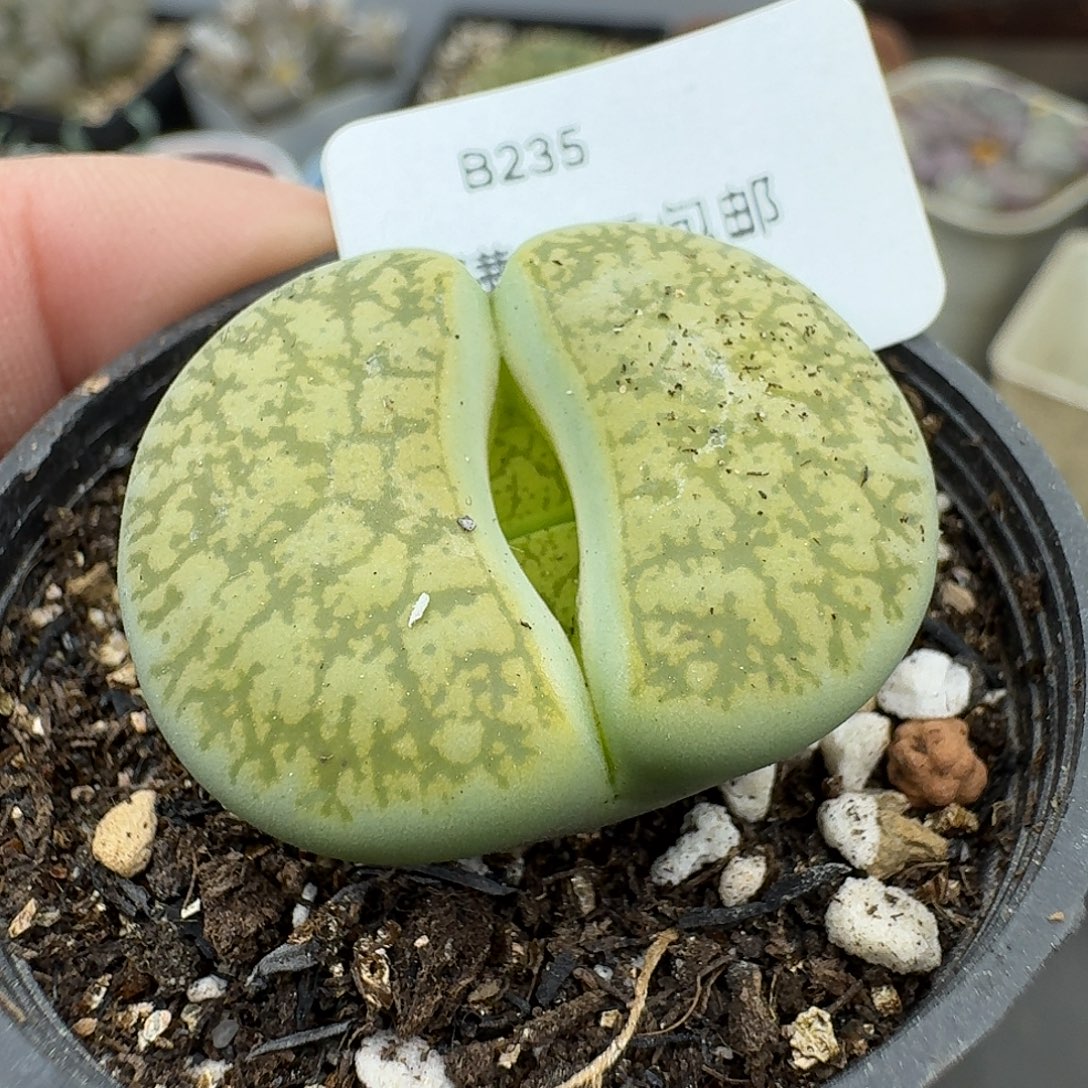 235多肉哈哈哈哈哈哈