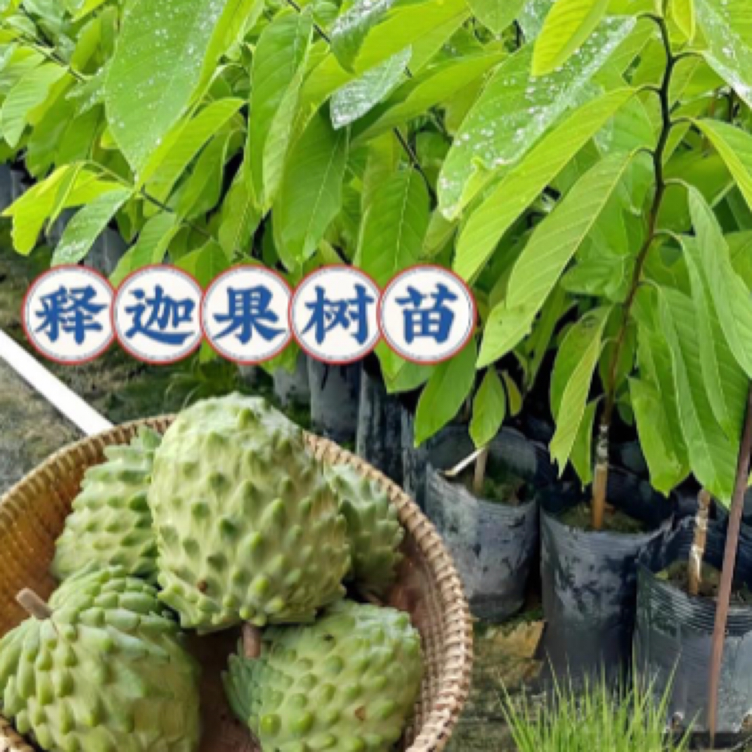 正宗台湾凤梨释迦果苗可盆栽地栽高产适合南方种植