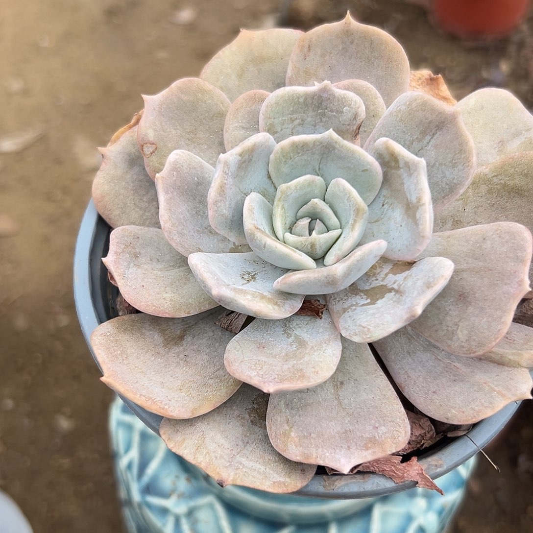 多肉植物多肉植物