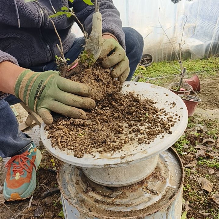 和***权完全开放老鸦柿嫁接