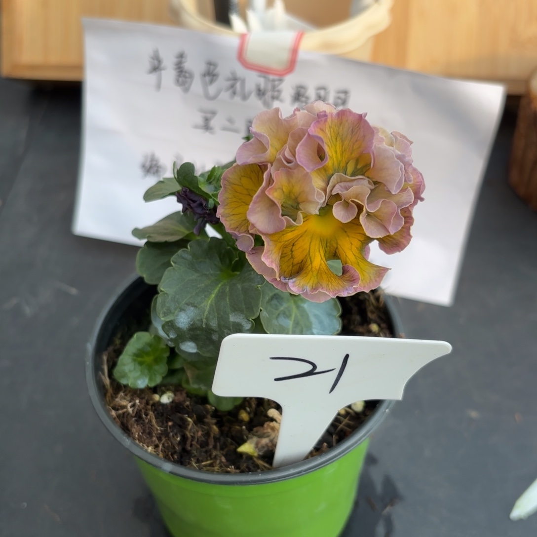 完全开放洛可可礼服21