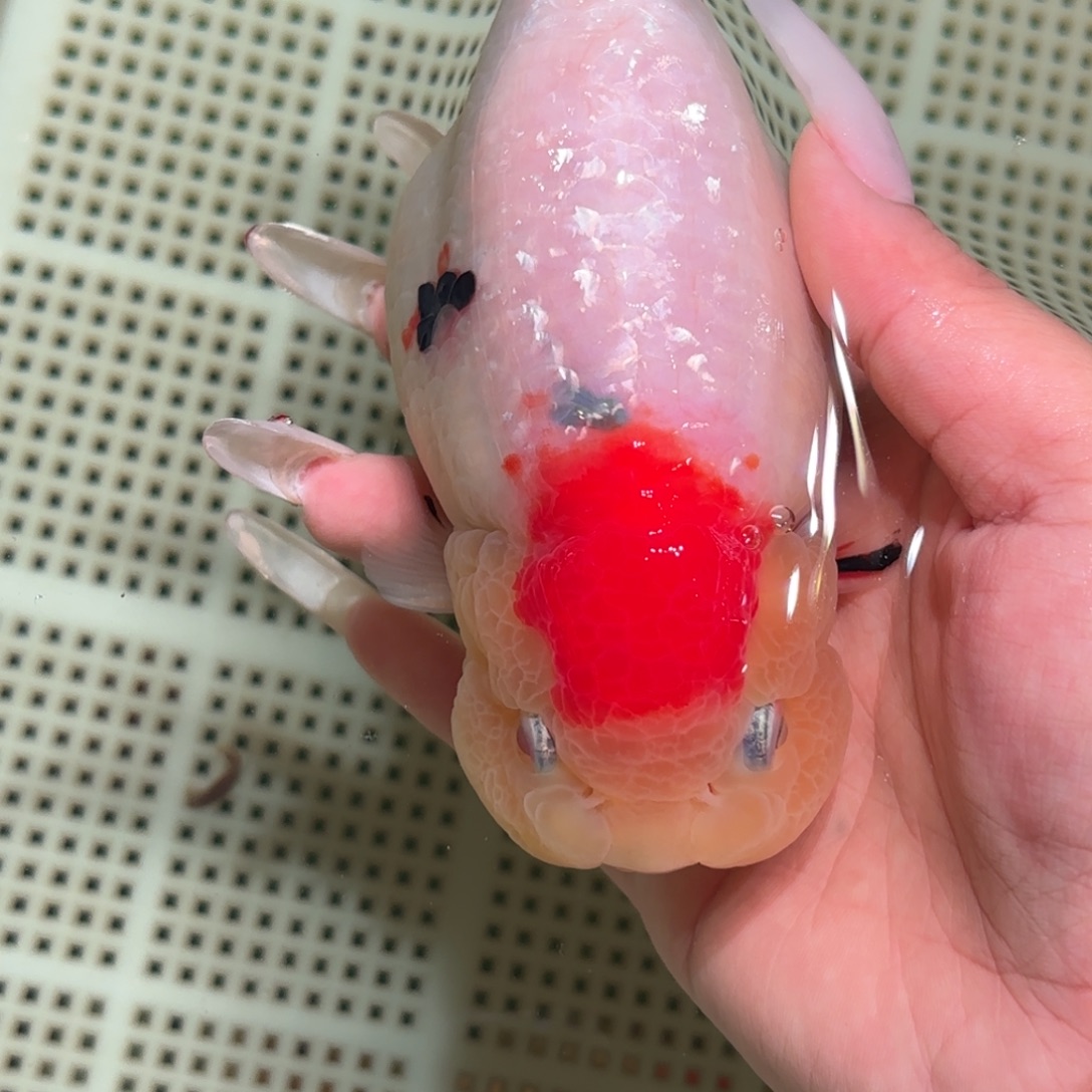 d***n金鱼拍包装包邮，不拍包装运费到付