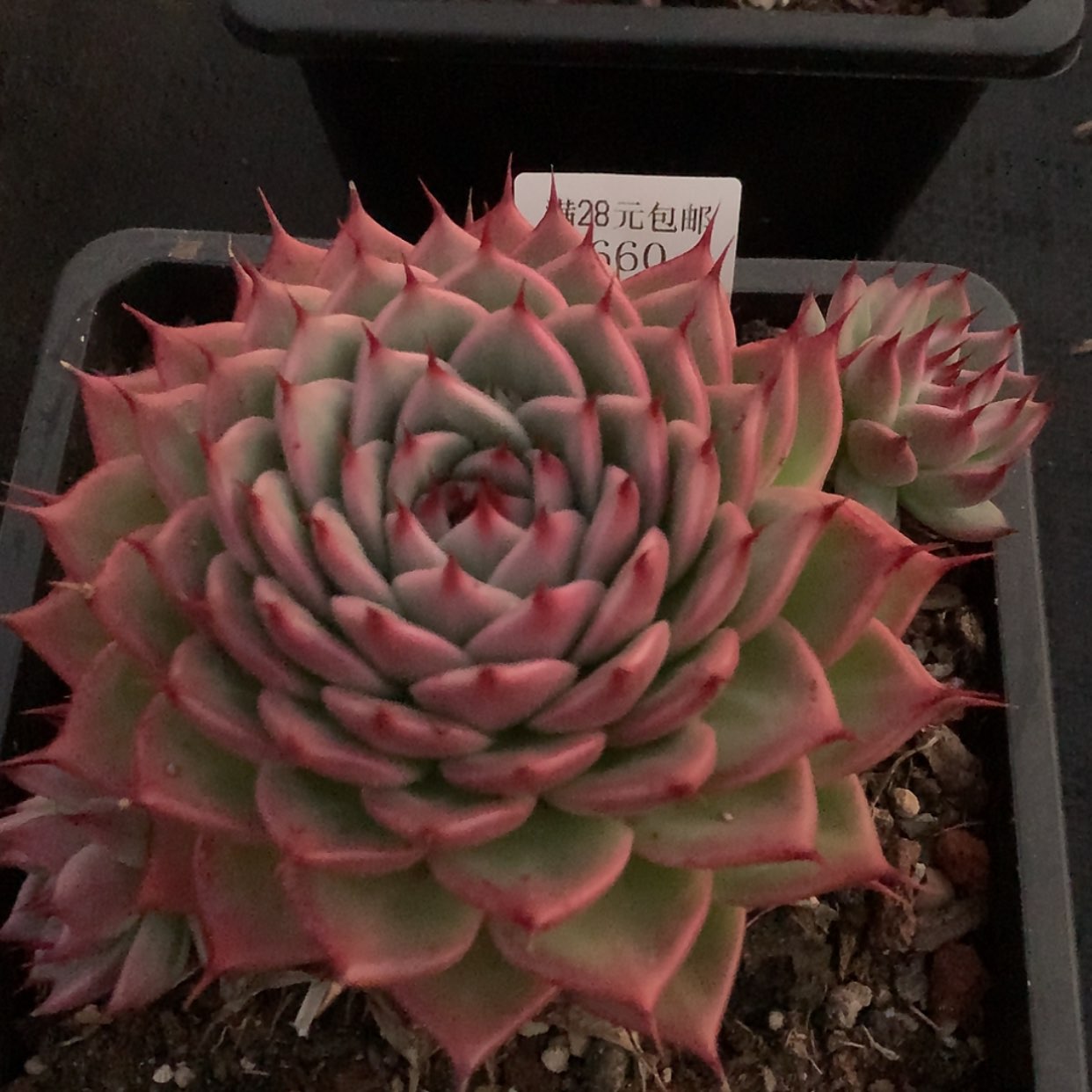 【闪购商品】云660号