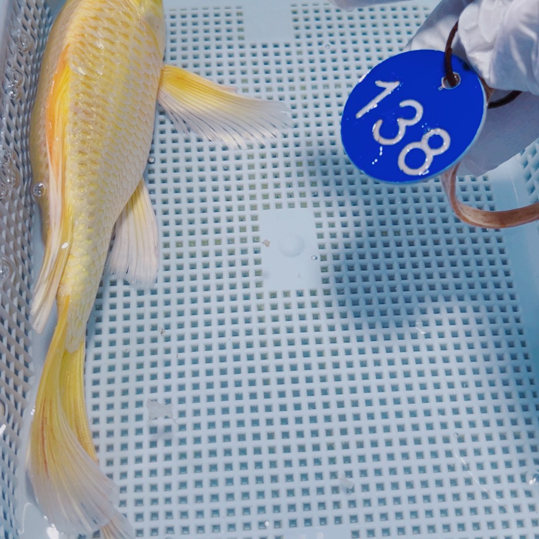 锦鲤锦鲤冷水观赏138