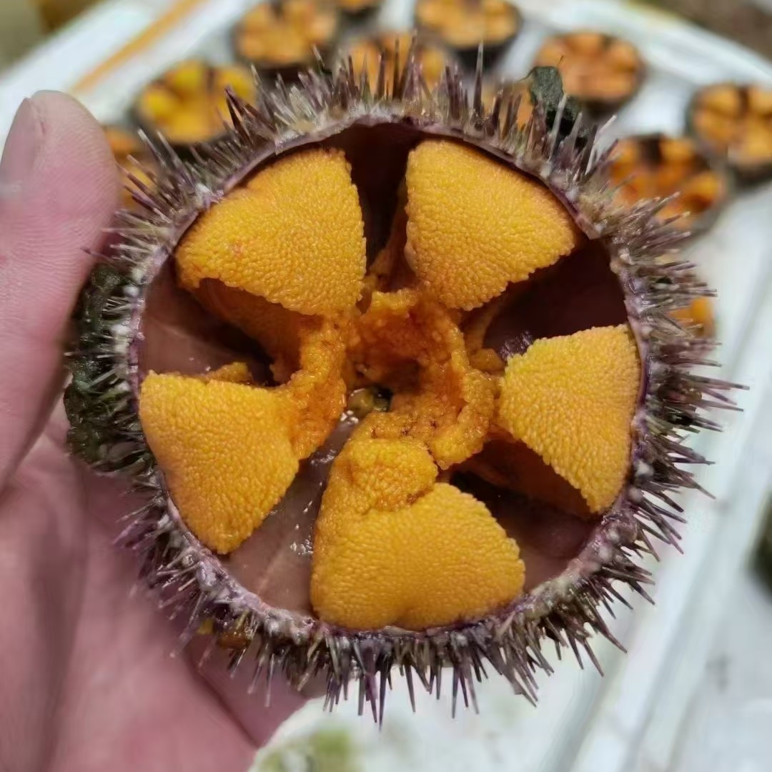 鲜活 海胆 海胆肉/多规格可选