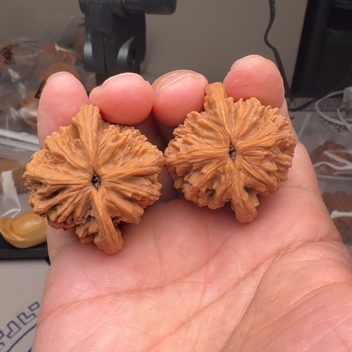 桃核把件山地麦虎41尺12