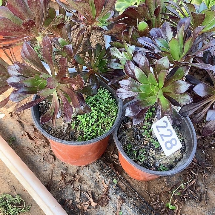 两个黑豆228多肉不包断