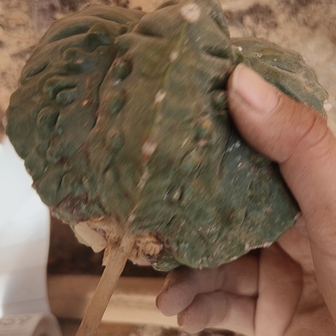 343处理只有木心的仙人球