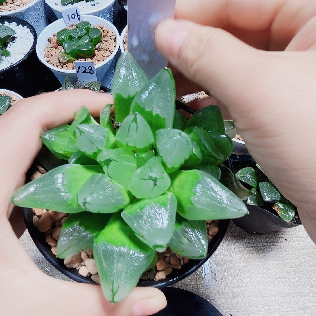 隔***雪冰城寿多肉植物666