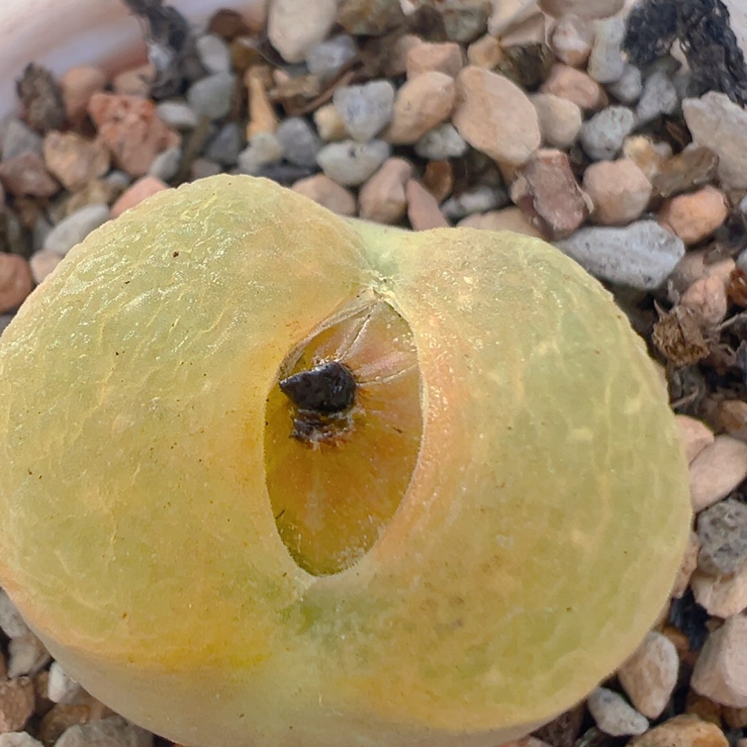 109多肉植物百科知识