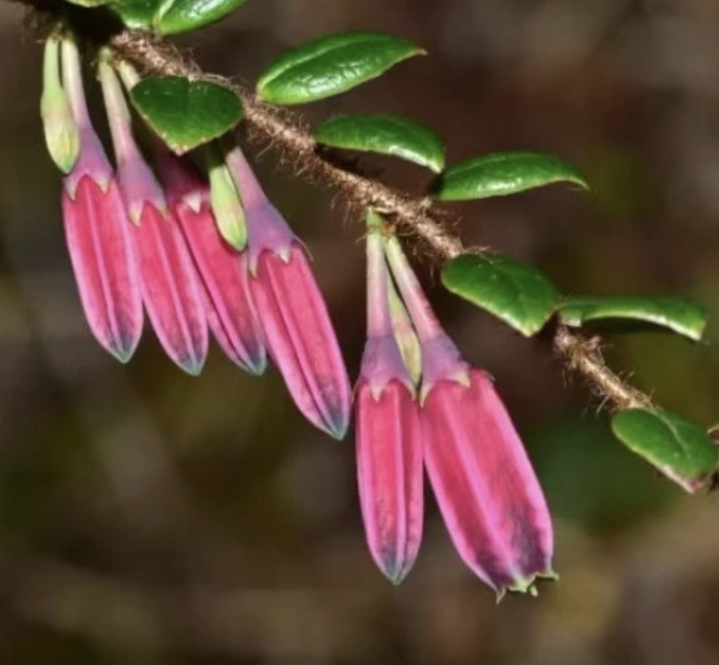 云南网红树萝卜盆景，五翅梅吊金钟特色植物