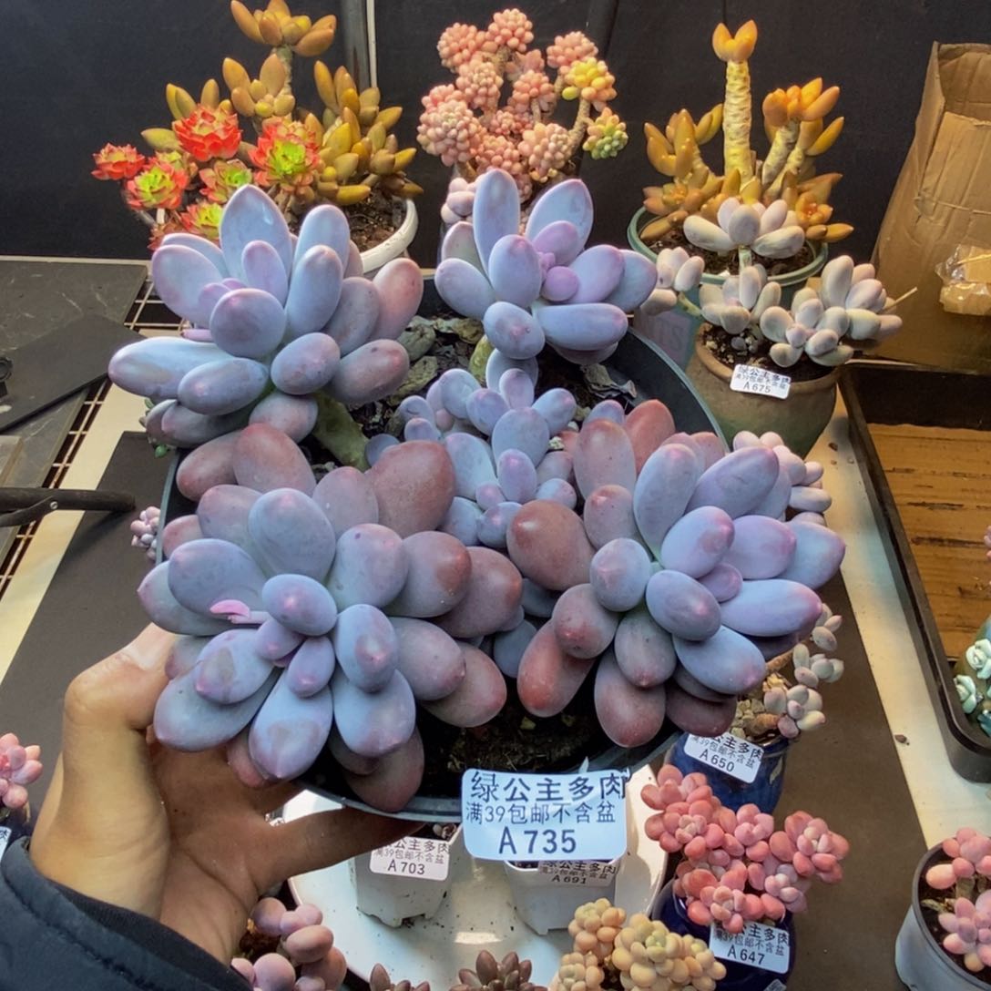 735蛋黄奶多肉15c m