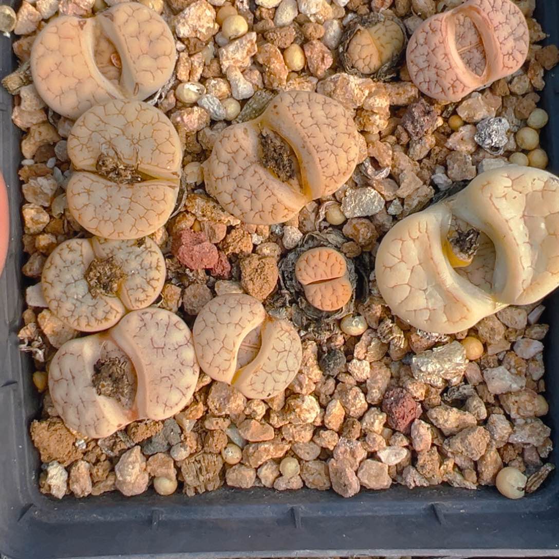 【闪购商品】691……