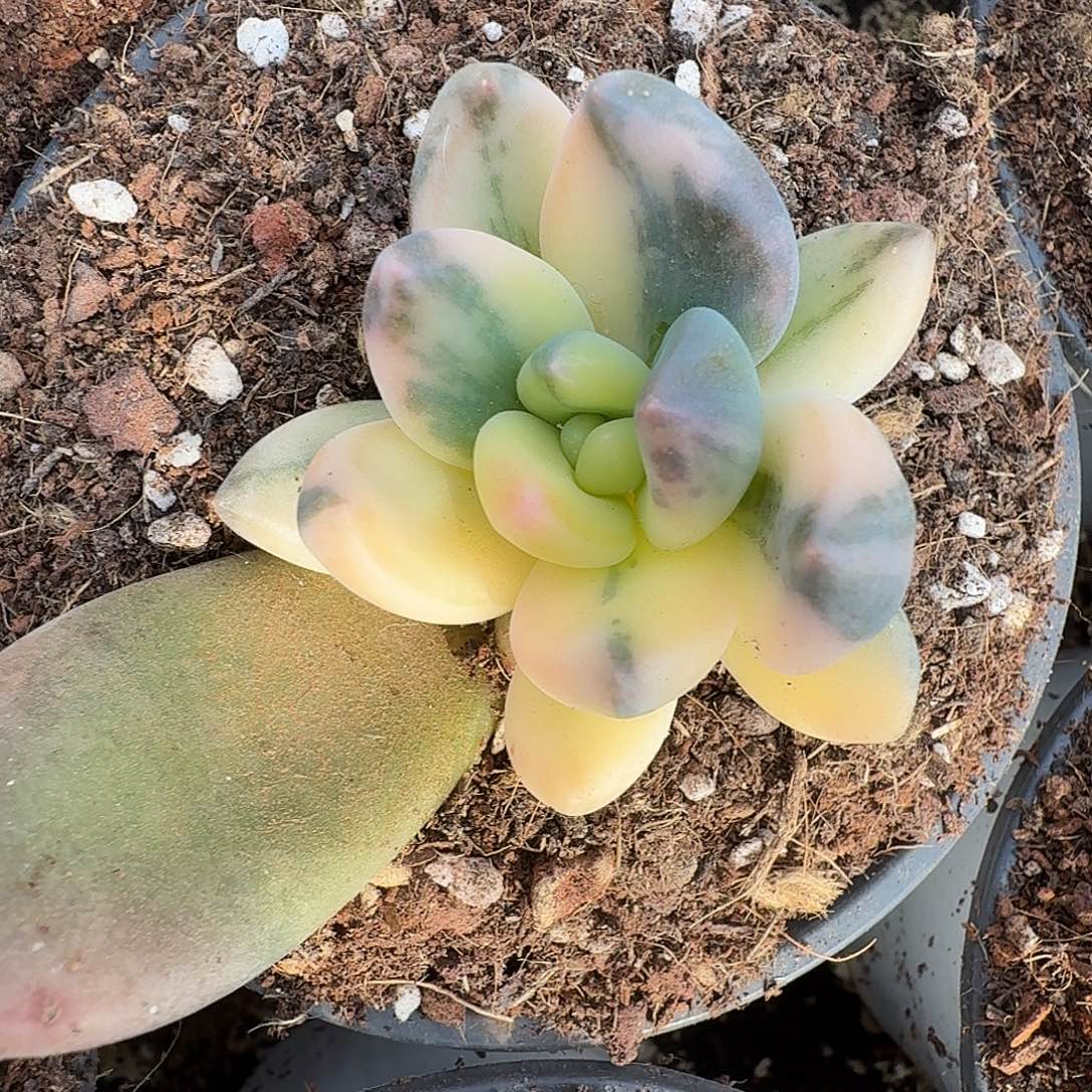 紫丽殿锦11127-307