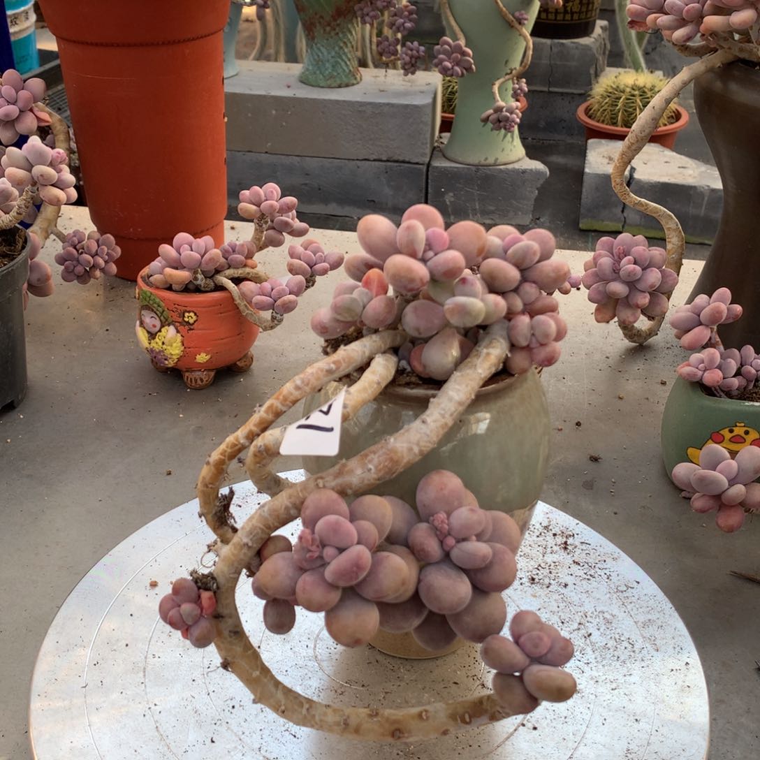 桃蛋老桩12号不带盆