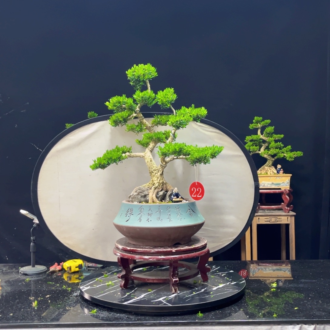 容***完全开放黄杨盆景