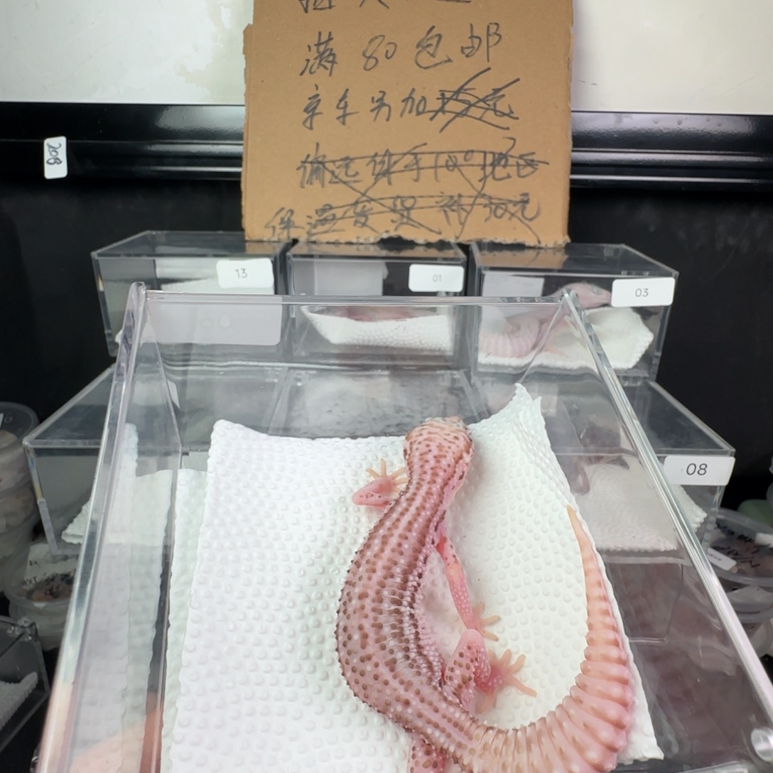 豹纹守宫超级雪花贝尔妹妹