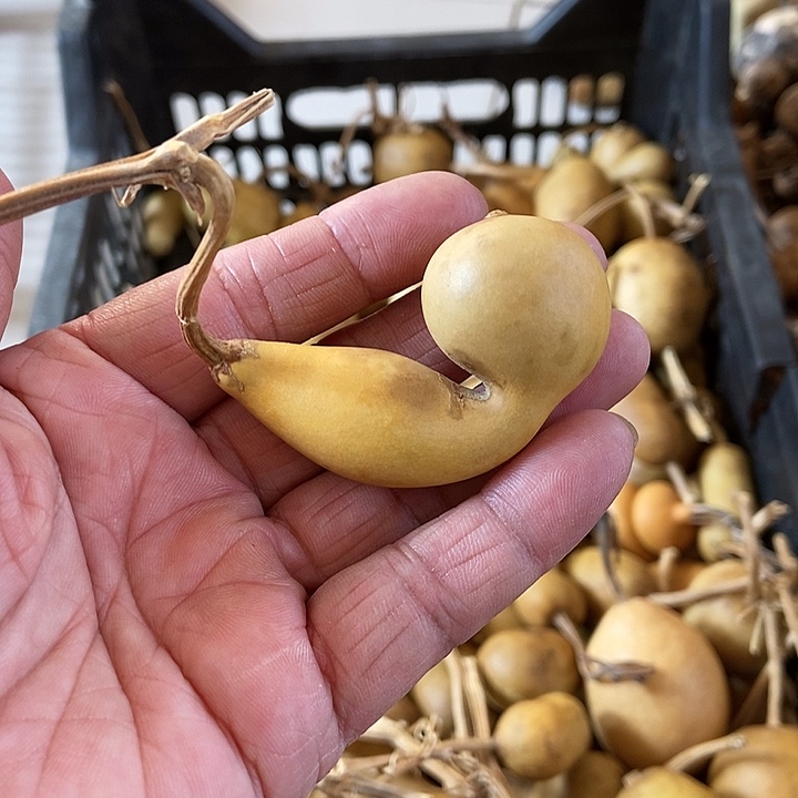 chj g vhi h g cuj