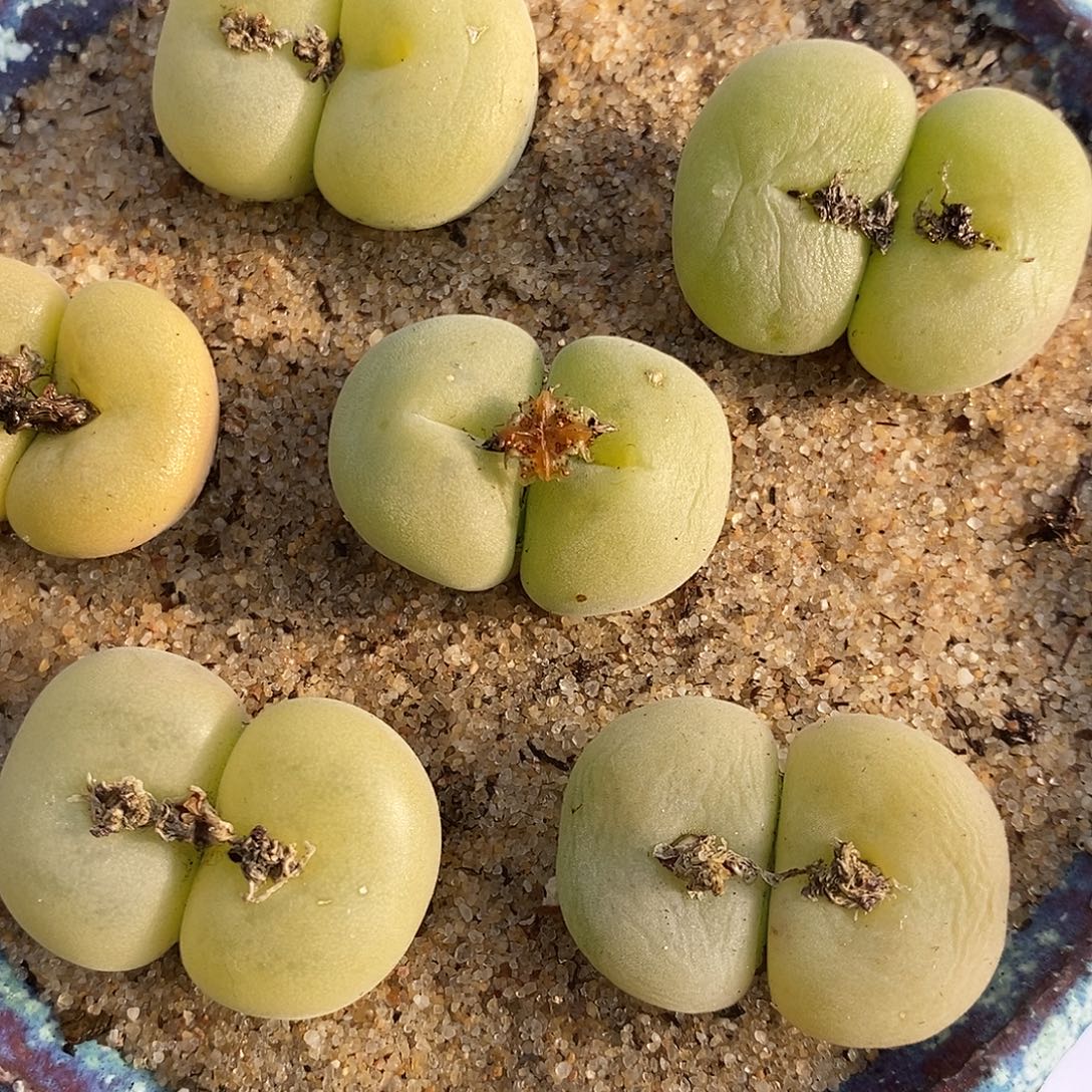 339大双头母本孔卡佛1颗