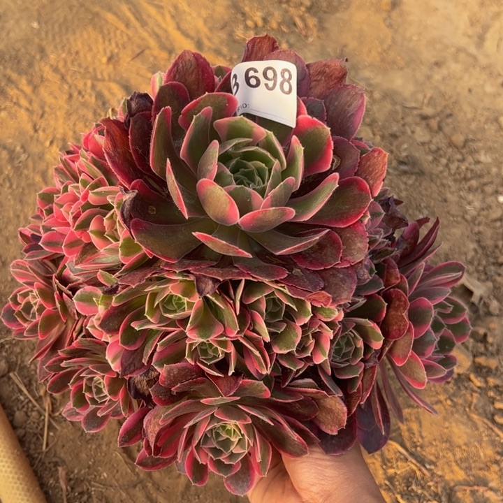 小微瑕粉女郎多肉植物698