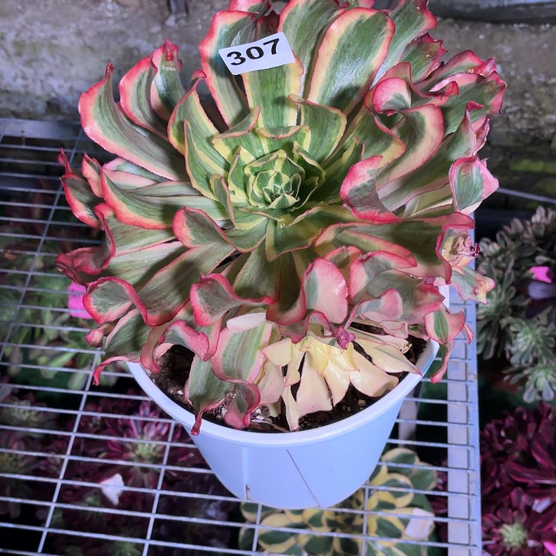 多肉法师魅影307