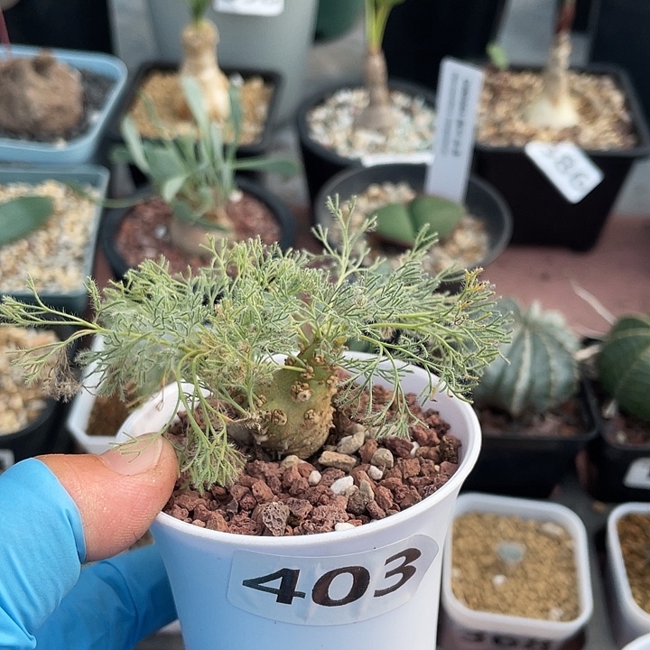 403白皮月界块根植物