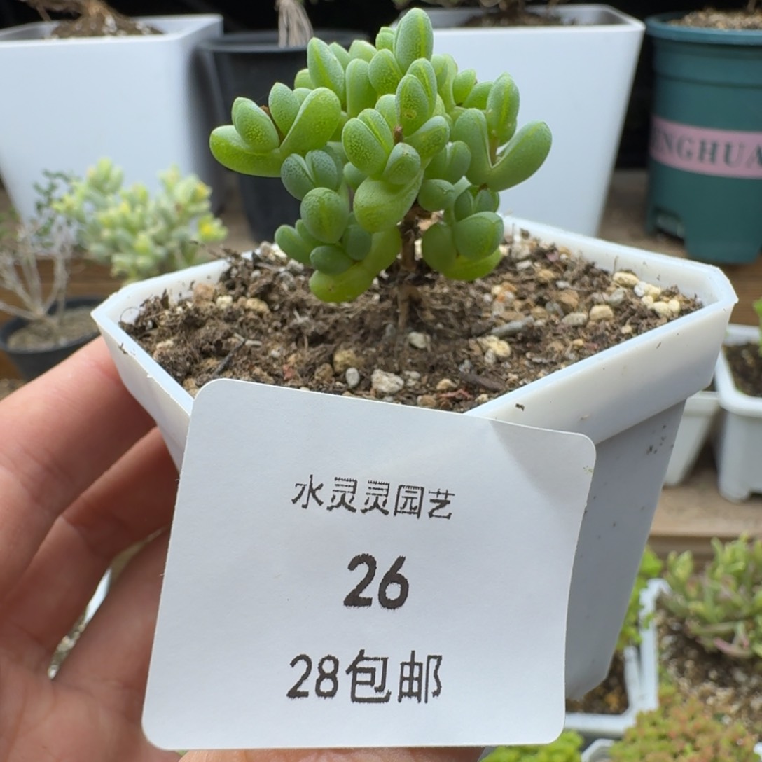 26号元宝。             