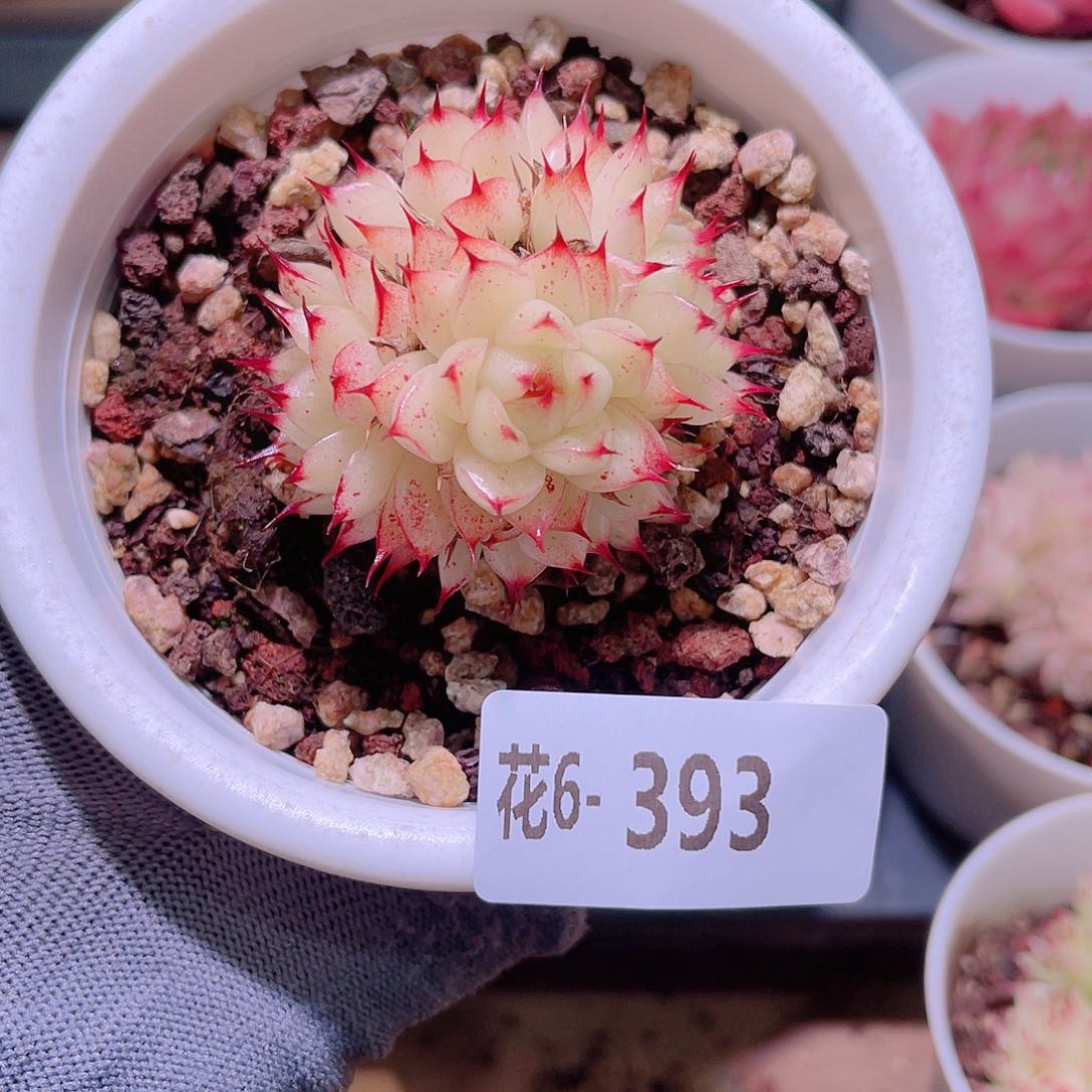 花06-393海王群生