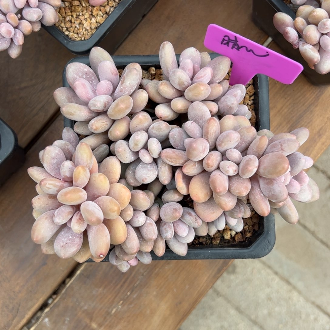 晴****蛋黄奶11111111111111