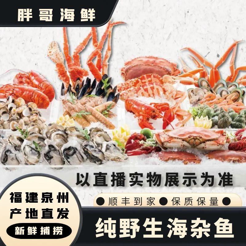 胖哥海鲜【纯野生杂鱼】福建泉州祥芝码头捕捞野生杂鱼