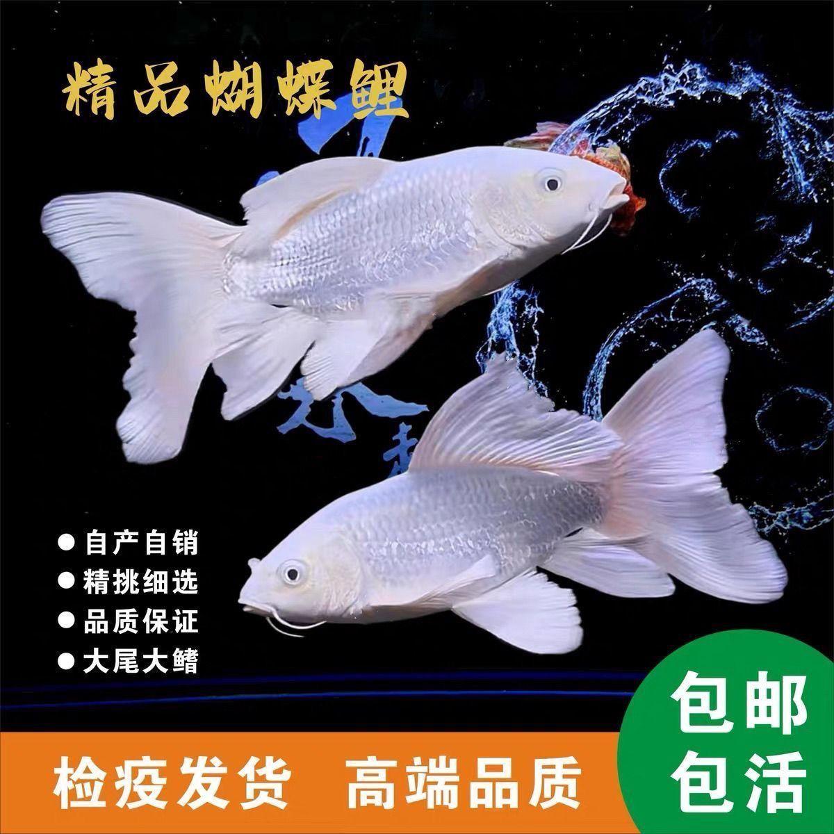 石膏白普身20-25公分纯种蝴蝶鲤