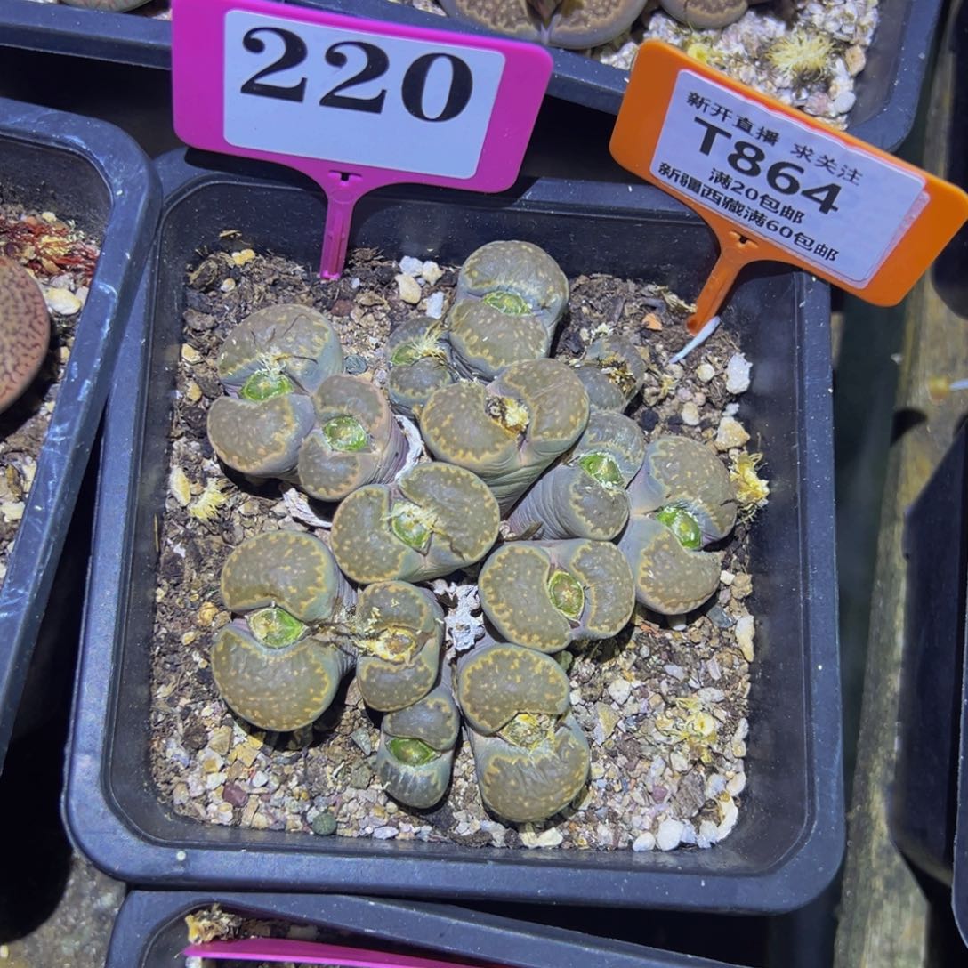 864 一物一拍，默认有伤，介意勿拍，不退不换