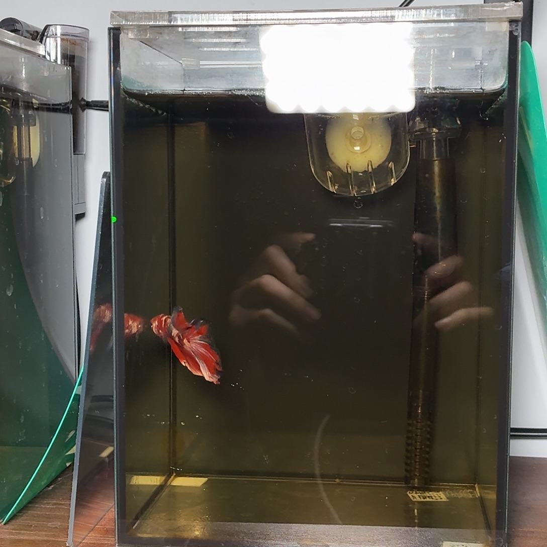 斗鱼红金半月公鱼