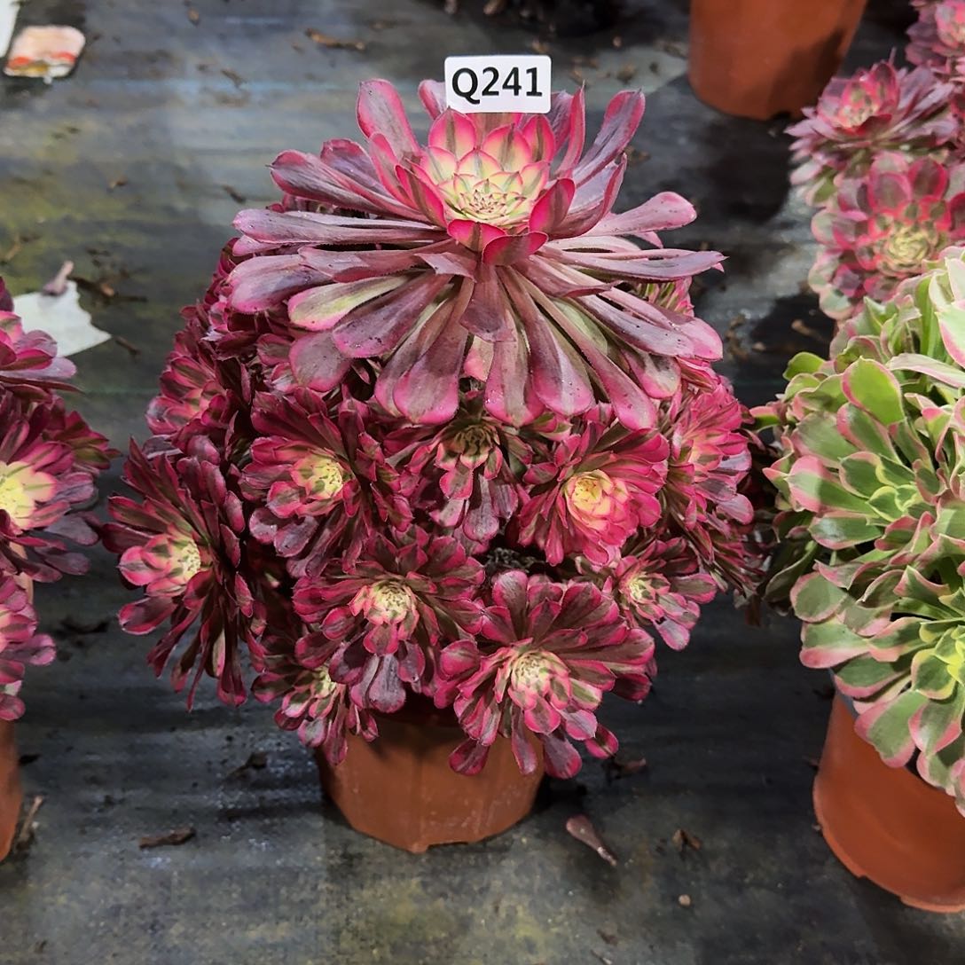 唐241红铜白44冠服25.6左右