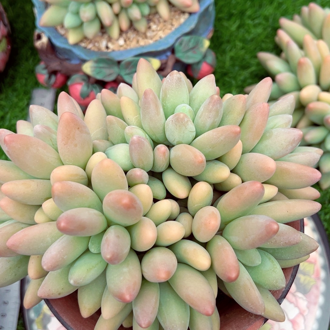 白兰地大群生发货的