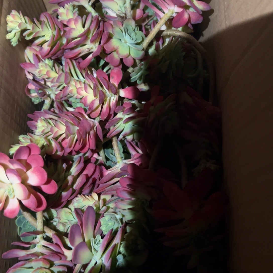 幸****地栽断枝薄化妆3棵装箱（包邮不包损）