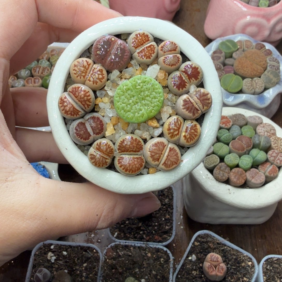 *****多肉植物和植物等植物658