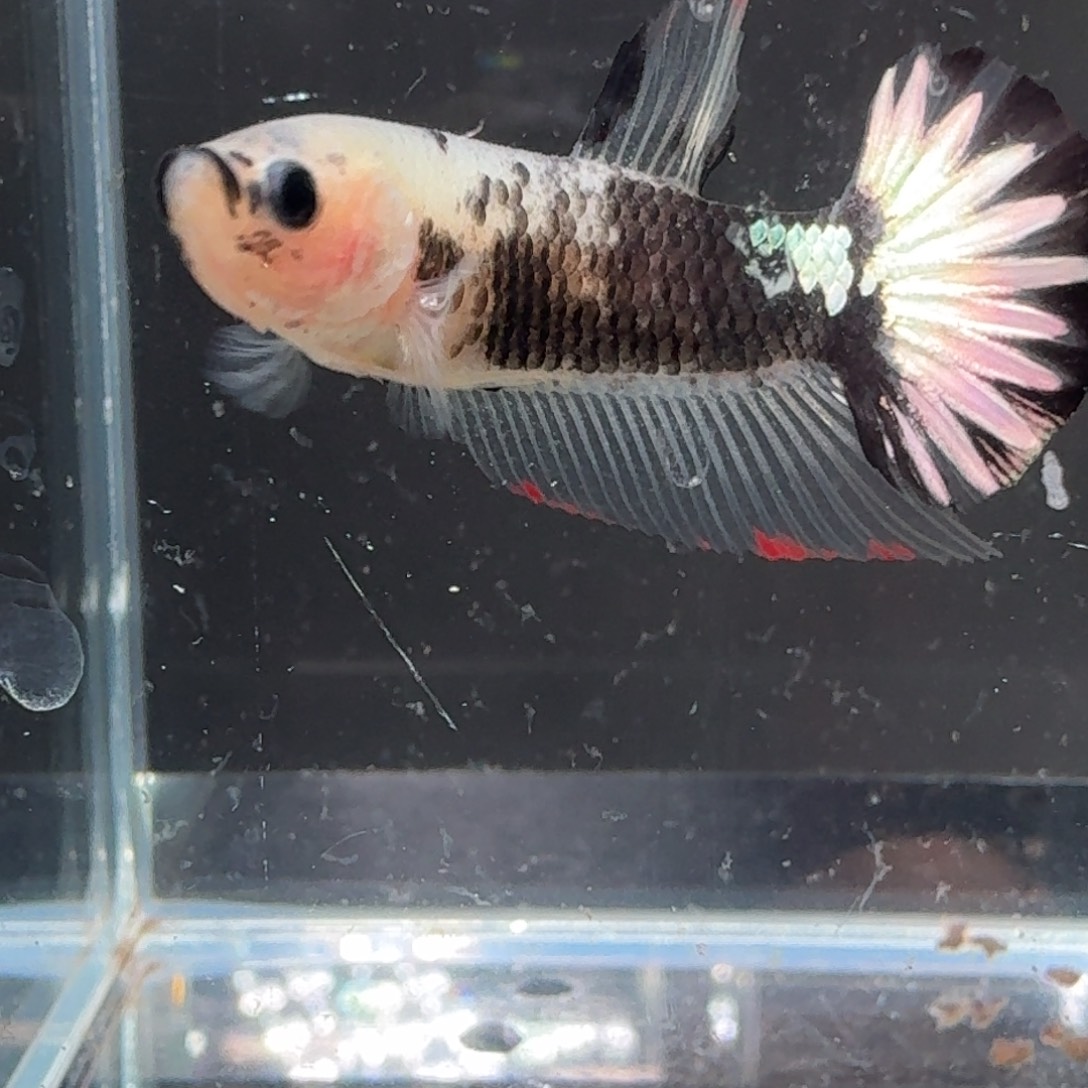 海水鱼34号拍品印尼斗鱼