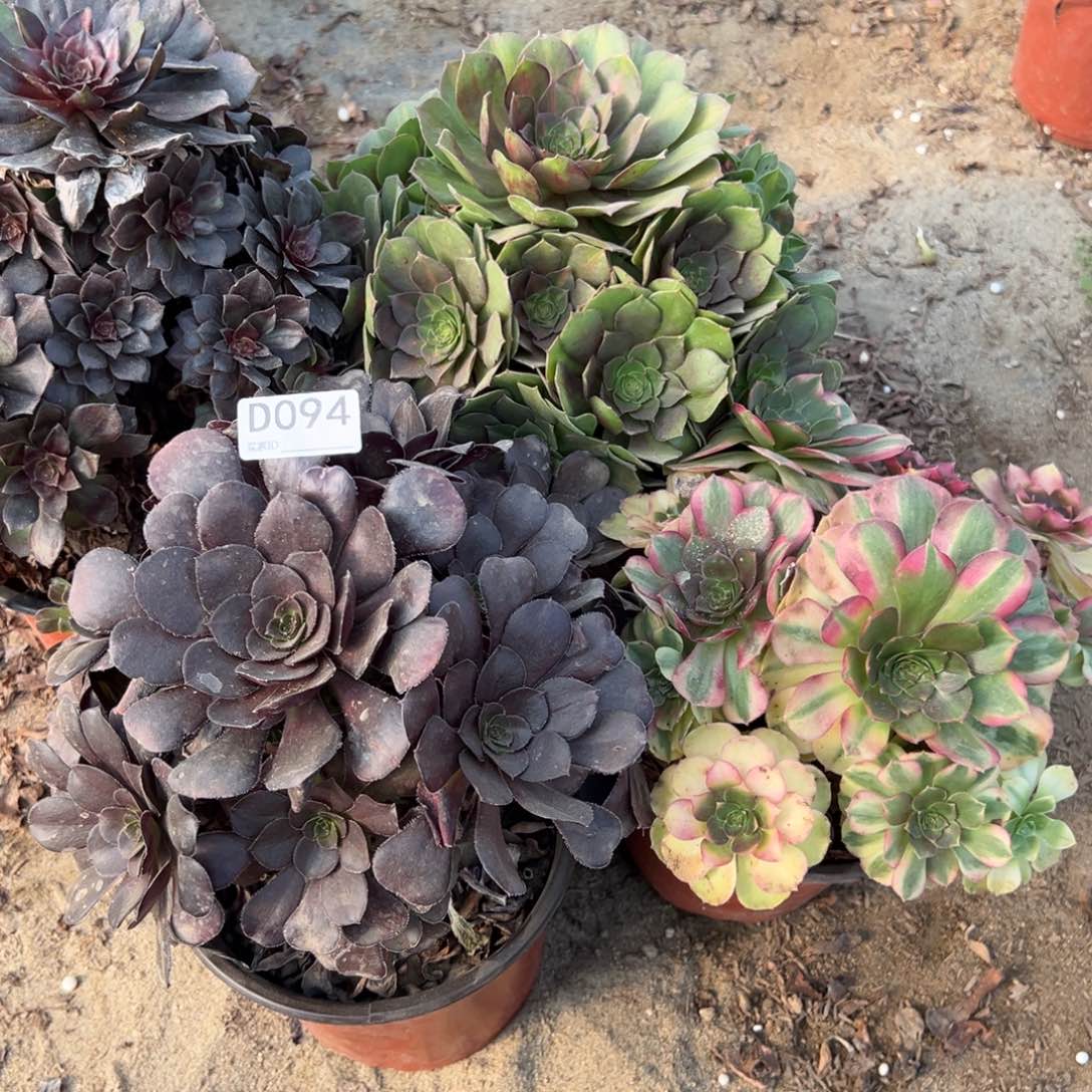 丫***头094四颗组合多肉植物