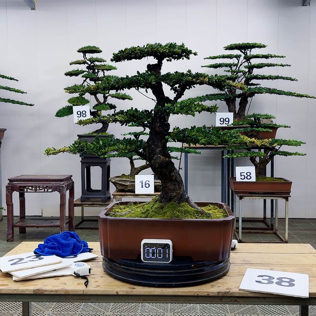 盆景罗汉松造型盆景