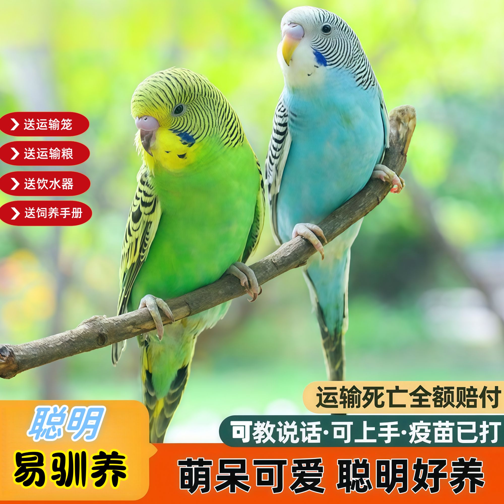 可学说话的虎皮鹦鹉活鸟适合家养的宠物鸟